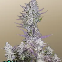Wedding GLUE Auto